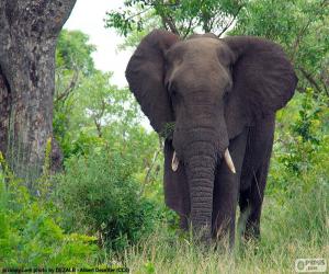 пазл Большой слон в лесу